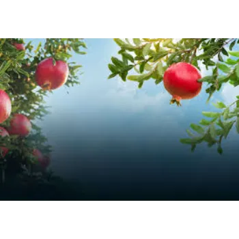 Good Pomegranate Plant